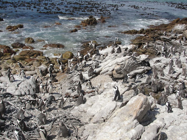 Pinguins Africa do Sul