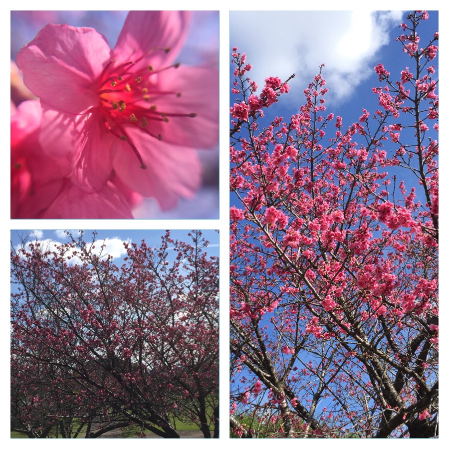 Florada das cerejeiras