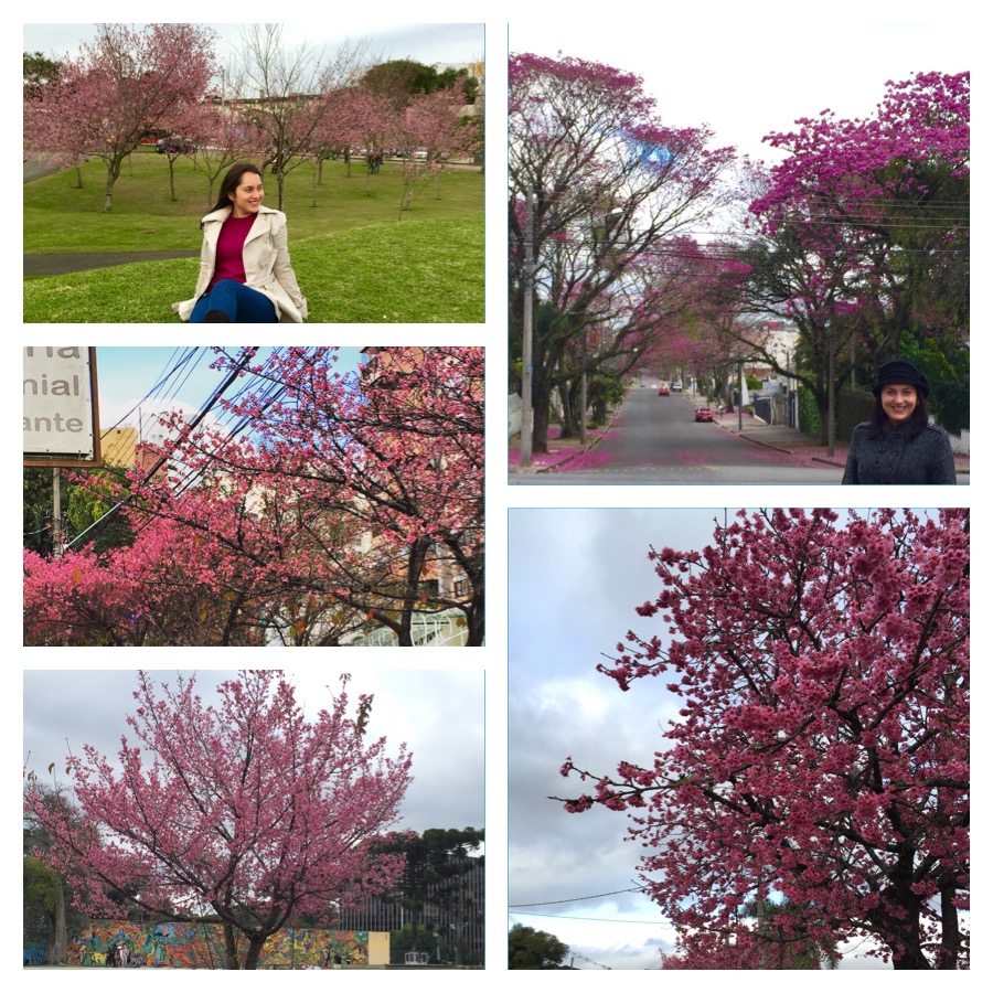 A florada das cerejeiras