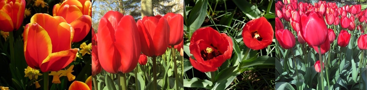 Close-up nas tulipas