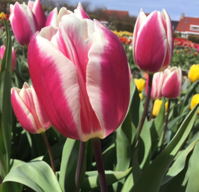 tulipas na holanda