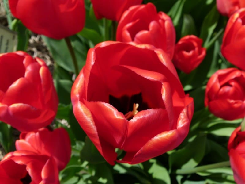 tulipas na holanda