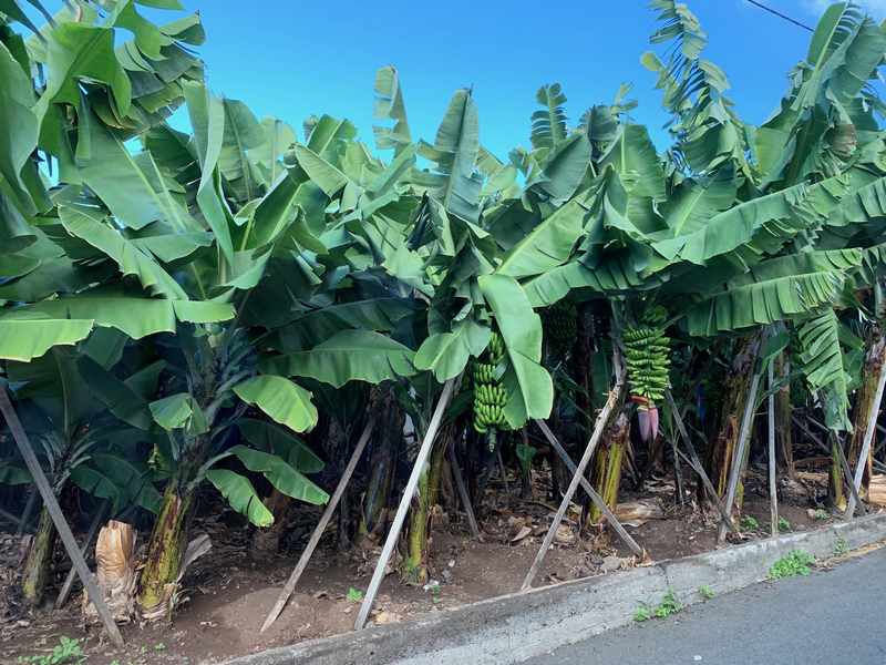 plantações banana madeira